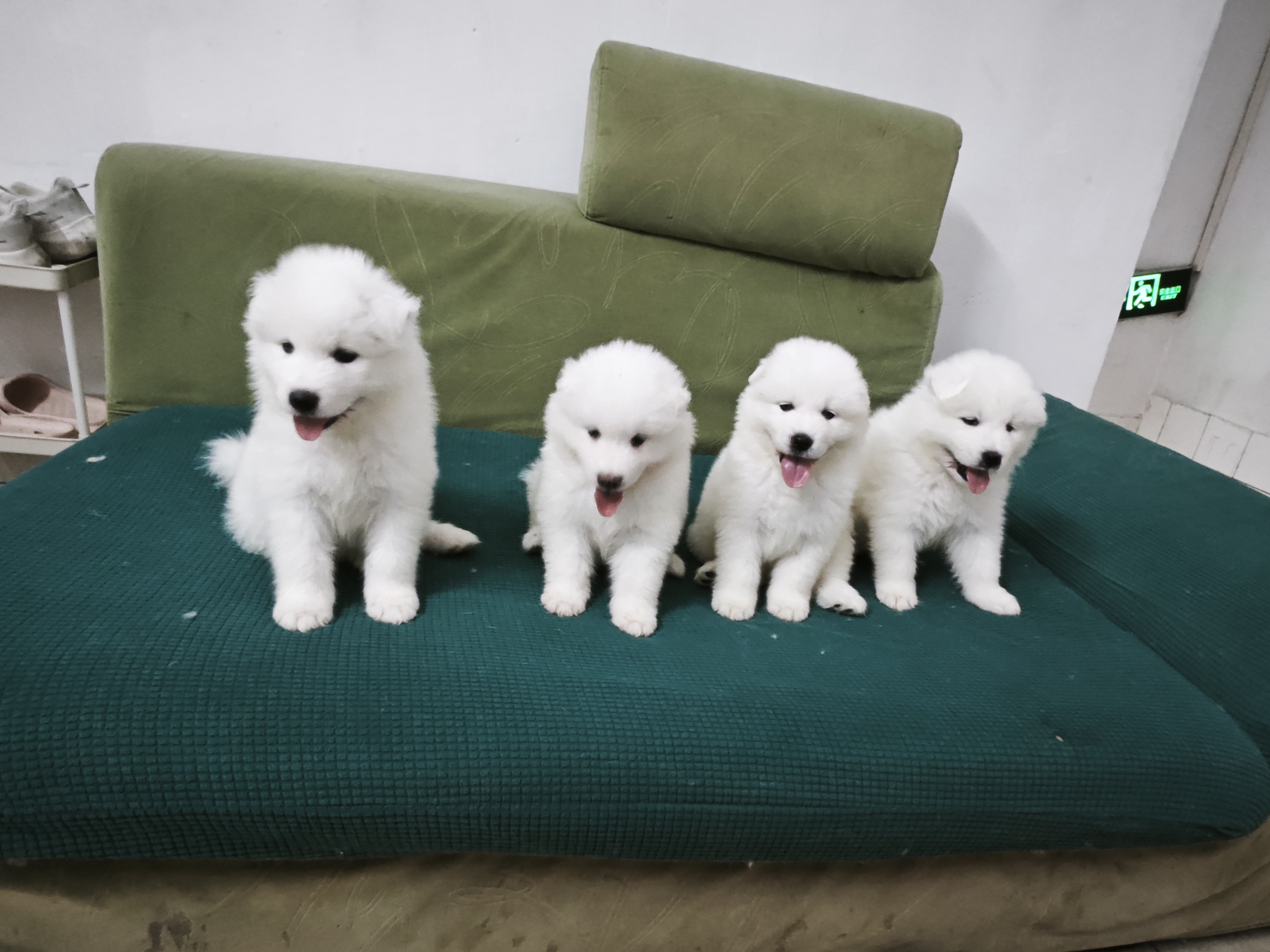 微笑天使萨摩耶